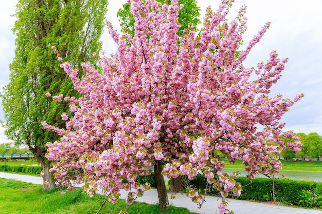 Sakura tree blossomed with pink flowers by the river Bright pink Japanese cherry tree