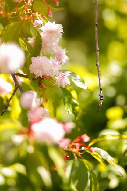 Sakura tree chrerry in the spring in full blossom. Beautiful spring nature scene with pink blooming tree