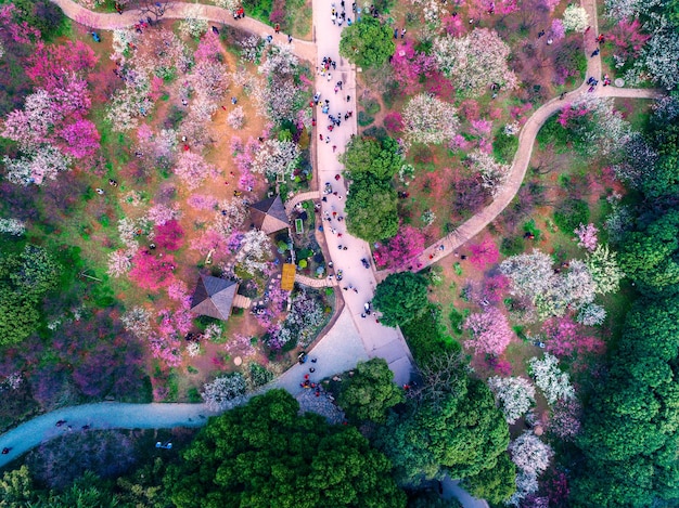 Sakura tree side walkway in Ueno Park at Tokyo of japan