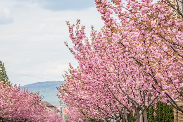 Sakura trees bloom along the street Sakura flowers close up on a tree branch Spring banner branches