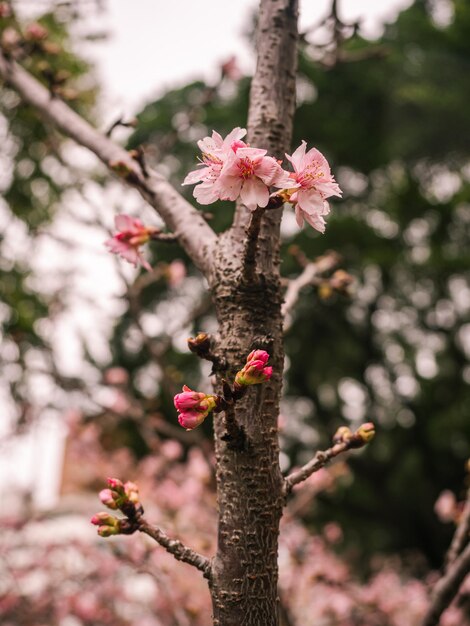 sakura trees pink cherry blossom