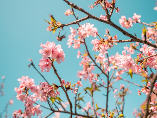 sakura trees pink cherry blossom