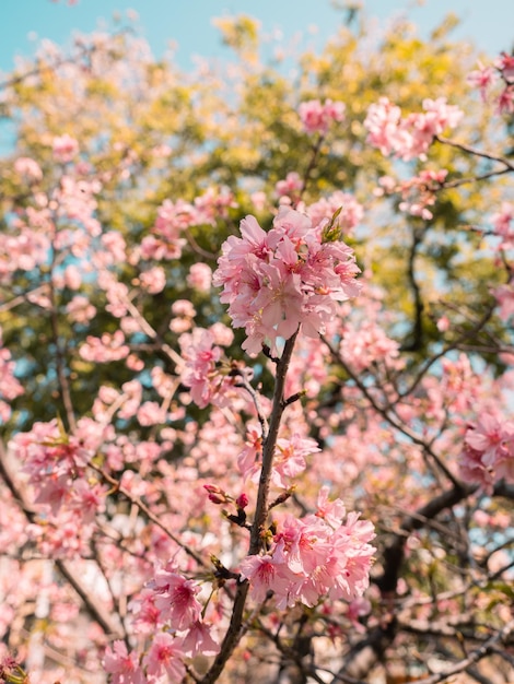 sakura trees pink cherry blossom