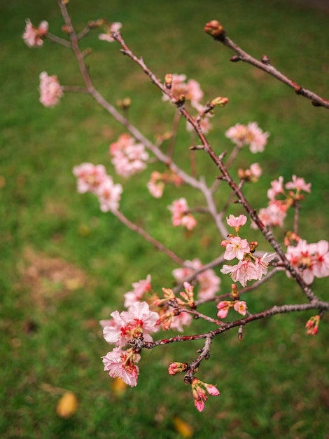 sakura trees pink cherry blossom