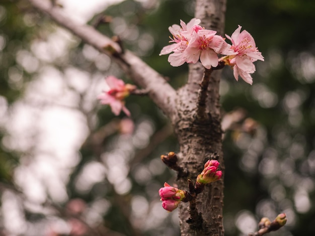 sakura trees pink cherry blossom