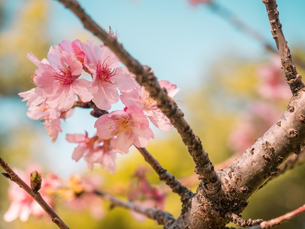 sakura trees pink cherry blossom