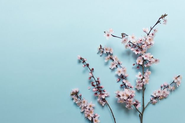 Sakura twigs on blue background