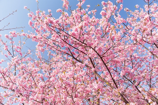 Sakura with blue sky