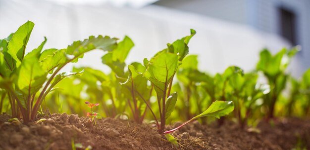 Salad crops planted in soil get ripe under sun Cultivated land close up with sprout Agriculture plant growing in bed row Green natural food crop