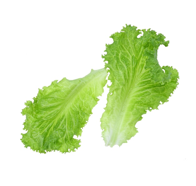 Salad leaf. lettuce isolated on white background