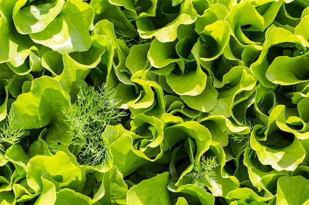 Salad leaves growing on a garden patch.