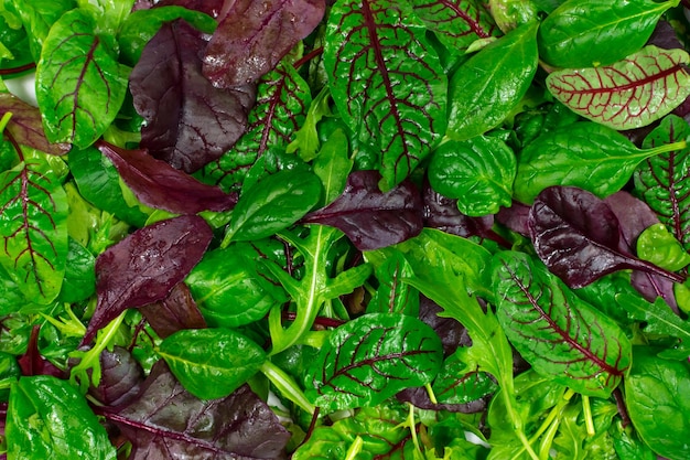 Salad mix leaves background Fresh Salad Pattern with rucola purple lettuce spinach frisee and chard leaf