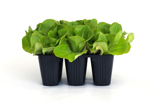 Salad salanova seedlings in a pot isolated on white background Organic gardening plants