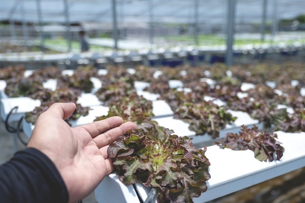 Salad vegetable in the hydroponic garden farm, healthy organic agriculture cultivation.