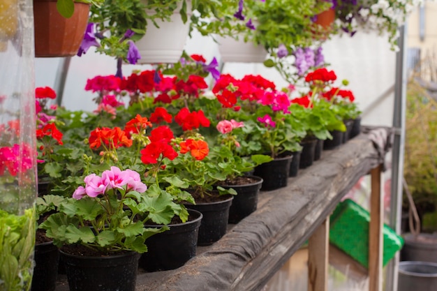 Sale of multi-colored petunias that are grown in the greenhouse.