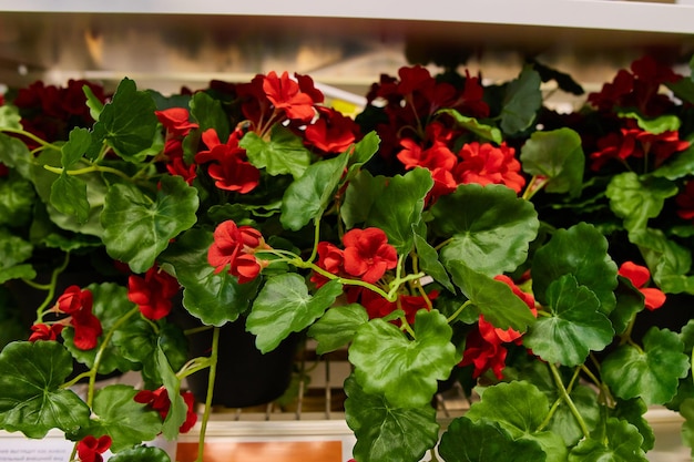 Sale of various flowers and plants in the design and interior store