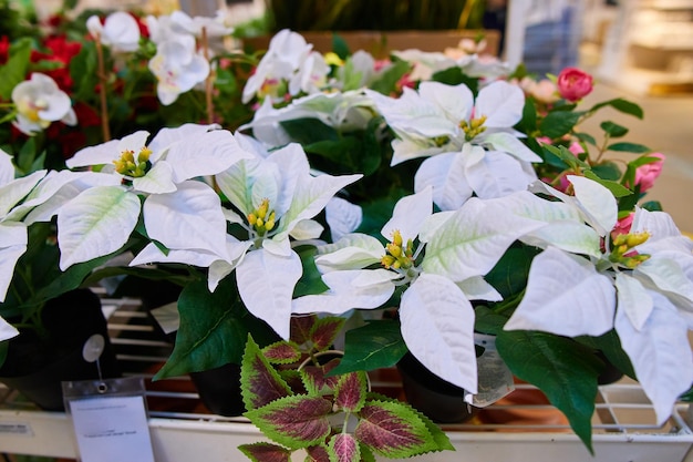 Sale of various flowers and plants in the design and interior store