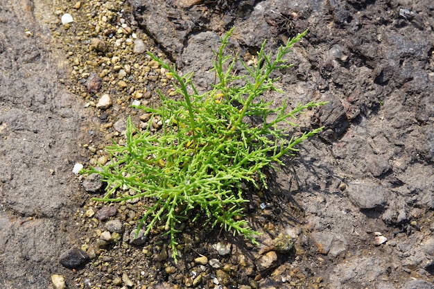 Salicornia plant growing on rocky beach. Salicornia europaea L.