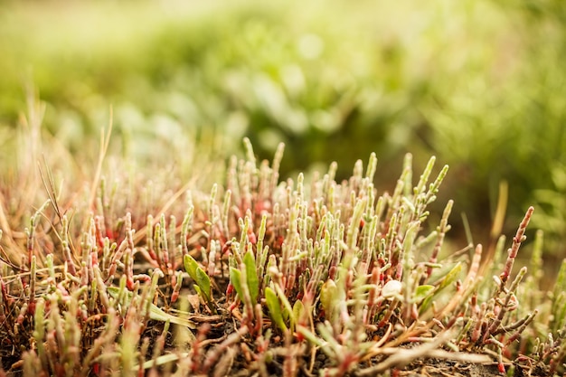 Salicornia plant