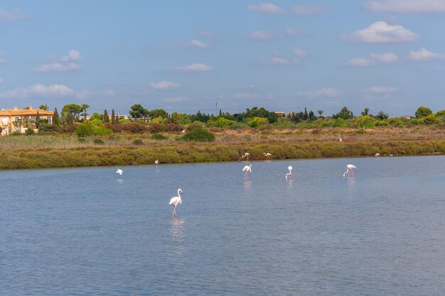 Salinas de Santa Pola Observatory a group of beautiful pink flamingos in the lagoon