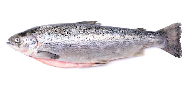 Salmon fish on white isolated