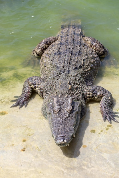 The salt crocodile swimming on the river near canal