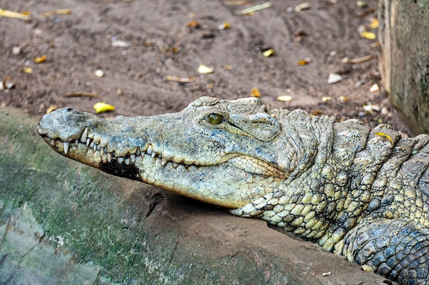 Photo saltwater crocodile crocodylus porosus in a river portrait daintree rainforest