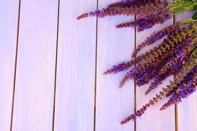 Salvia flowers on purple wooden background