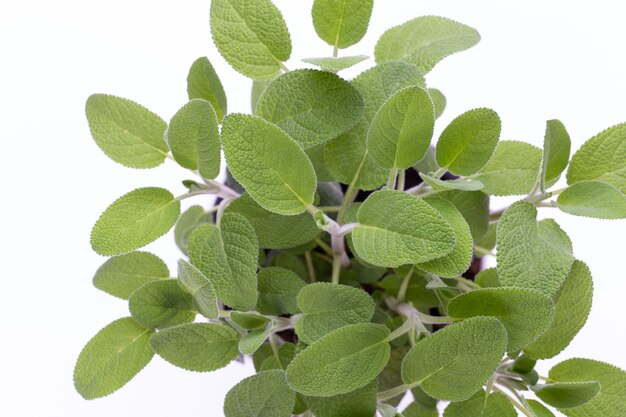 Salvia plant isolated on white background. Top view. Flat lay pattern.