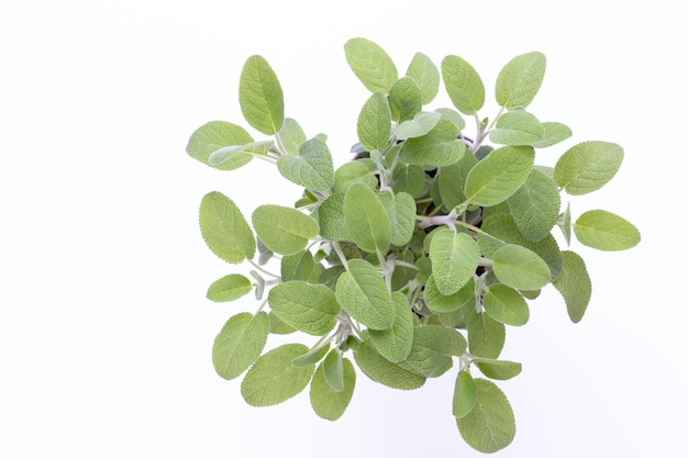 Salvia plant isolated on white background Top view Flat lay pattern