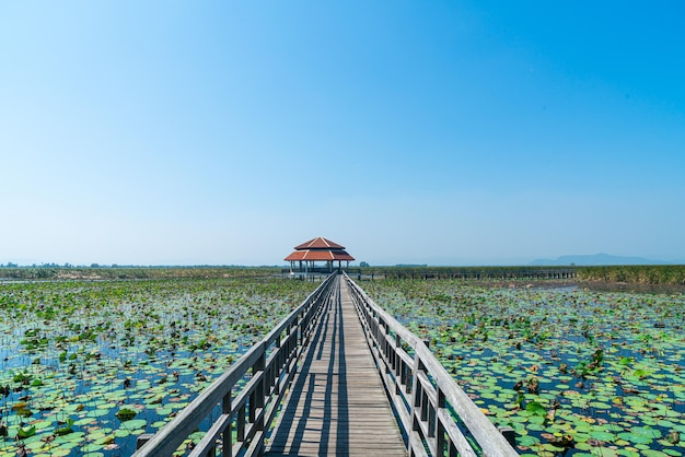 Sam Roi Yot Freshwater Marsh or Bueng Bua Khao Sam Roi Yot National Park