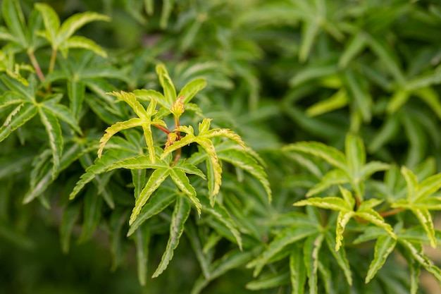 Sambucus racemosa cultivar Plumosa aurea Shrub with green leaves