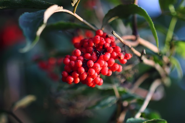 Sambucus racemosa plant. Common red elderberry, red-berried elder berries on the branch in the garden.