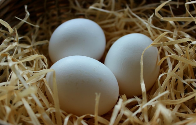 Same Size White Eggs In A Wood Shavings Nest Closeup Stock Photo