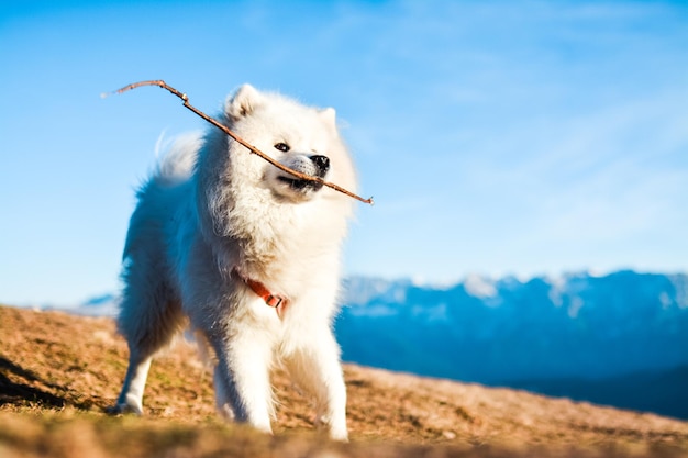 Samoyed dog holding a stick on the top of the mountain