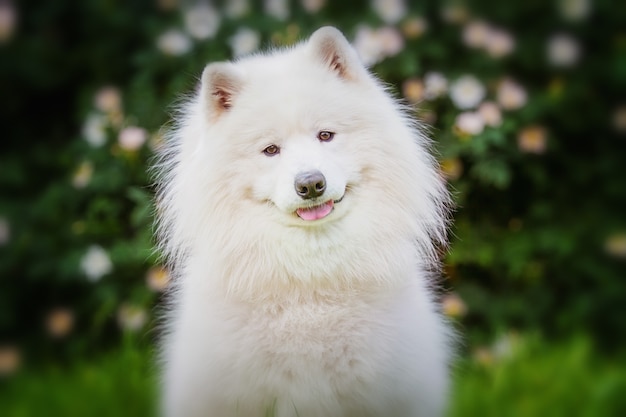 Samoyed dog in nature