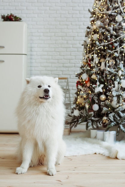 Samoyed dog near the Christmas tree