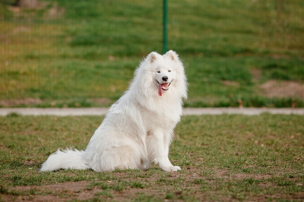 Samoyed dog in the park. Big white fluffy dog on a walk