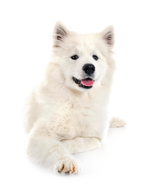 Samoyed dog in studio