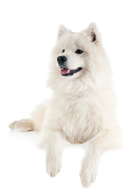 Samoyed dog in studio