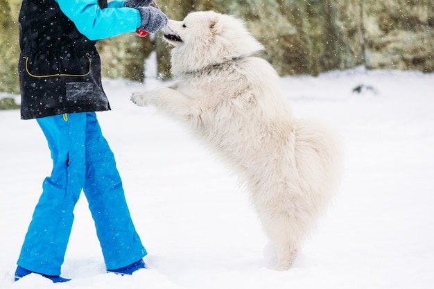 Samoyed light-colored playing with the hostess