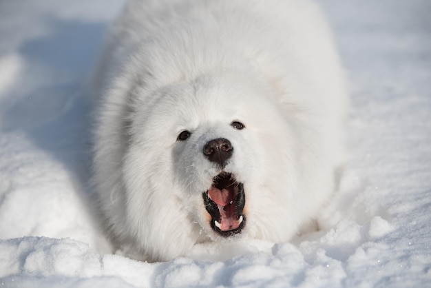 Samoyed white dog close up on snow outside on winter background