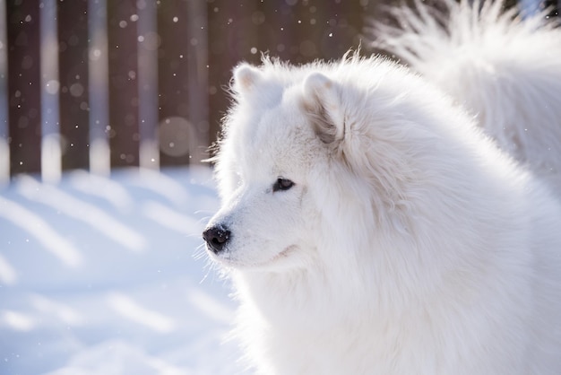 Samoyed white dog close up on snow outside on winter background