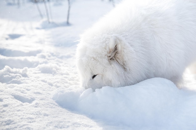 Samoyed white dog is playing on snow outside