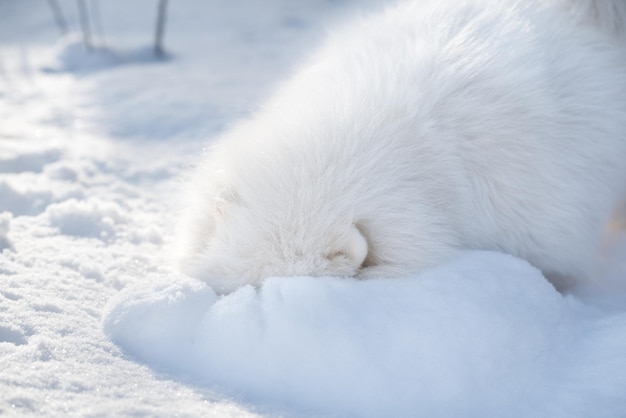 Samoyed white dog is playing on snow outside