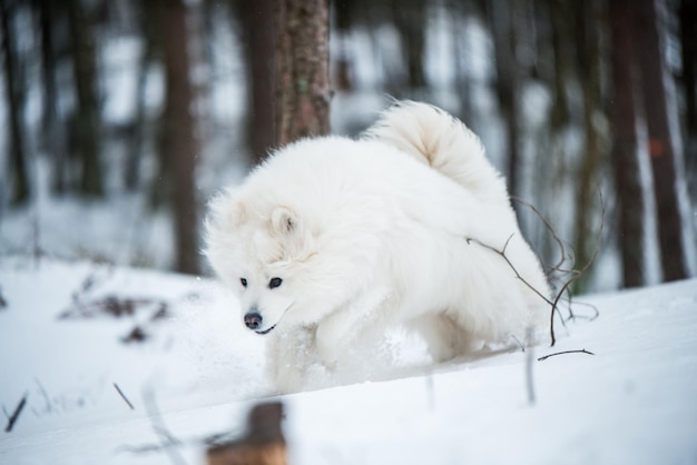 Samoyed white dog is running on snow outside