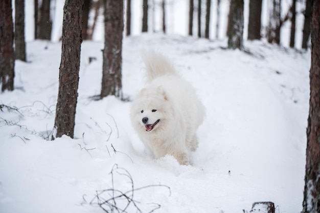 Samoyed white dog is running on snow outside