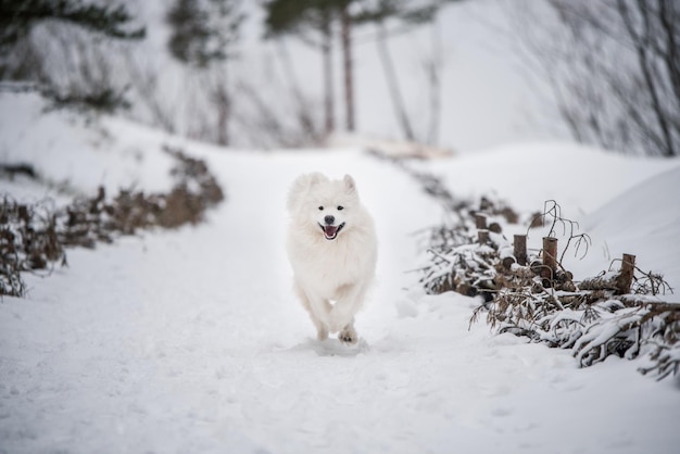 Samoyed white dog is running on snow outside