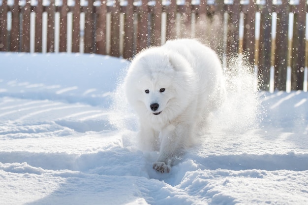 Samoyed white dog is running on snow outside