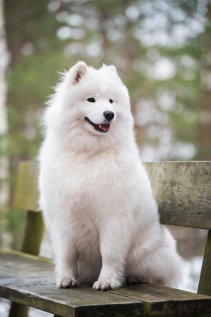 Samoyed white dog is sitting in the winter forest on a bench